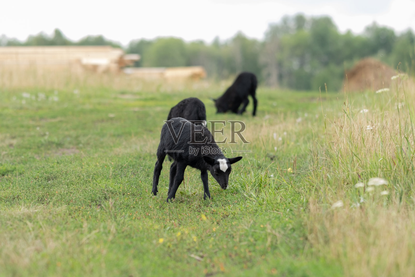 黑色的羊羔在草地上吃草。照片摄影图片