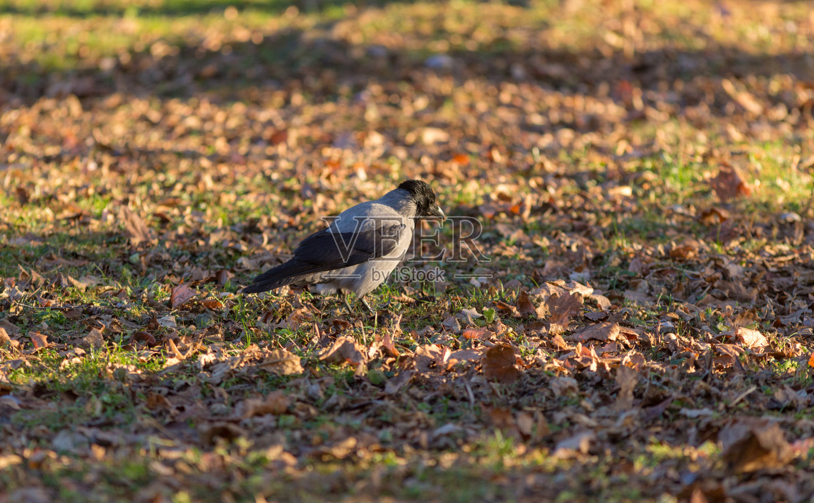秋天公园里的灰色乌鸦照片摄影图片
