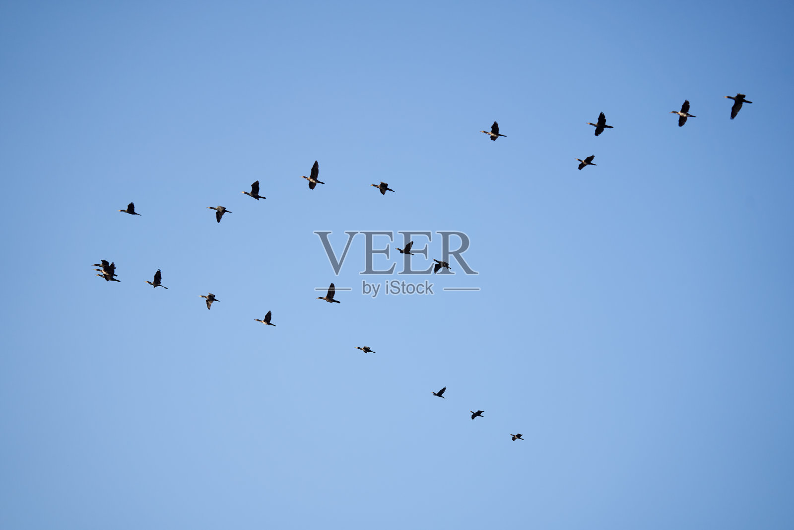 大鸬鹚成群飞翔照片摄影图片