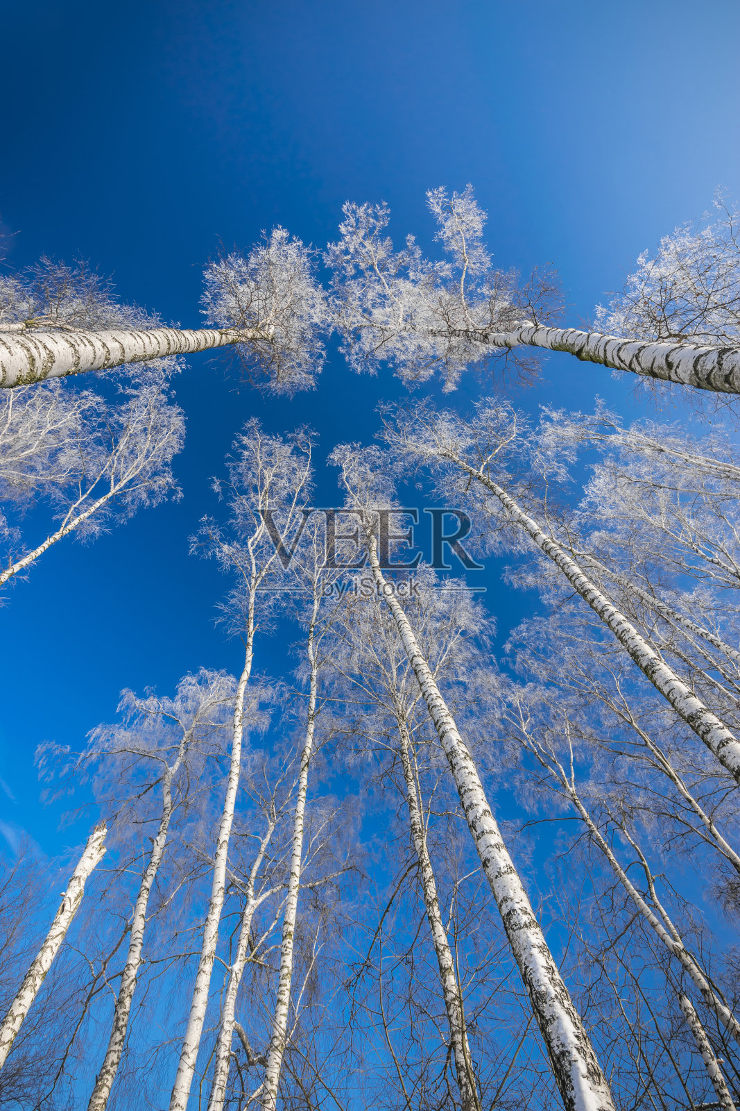 冷冻桦树照片摄影图片