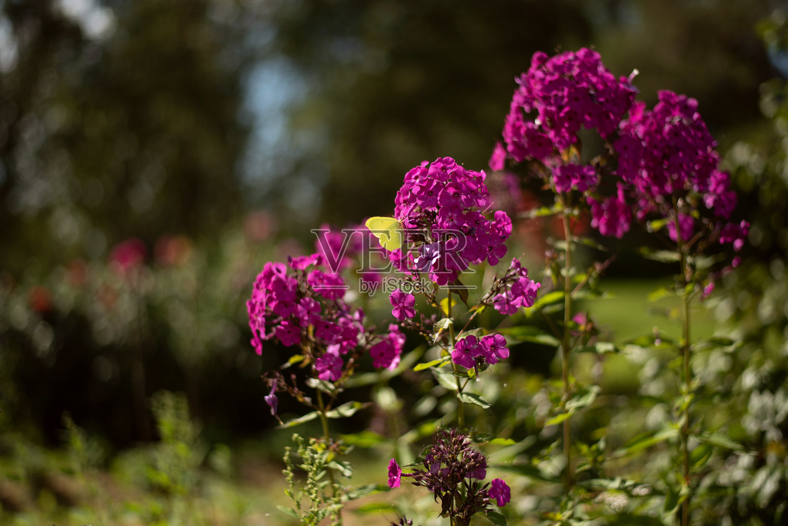 花园里的花上有一只黄色的蝴蝶照片摄影图片