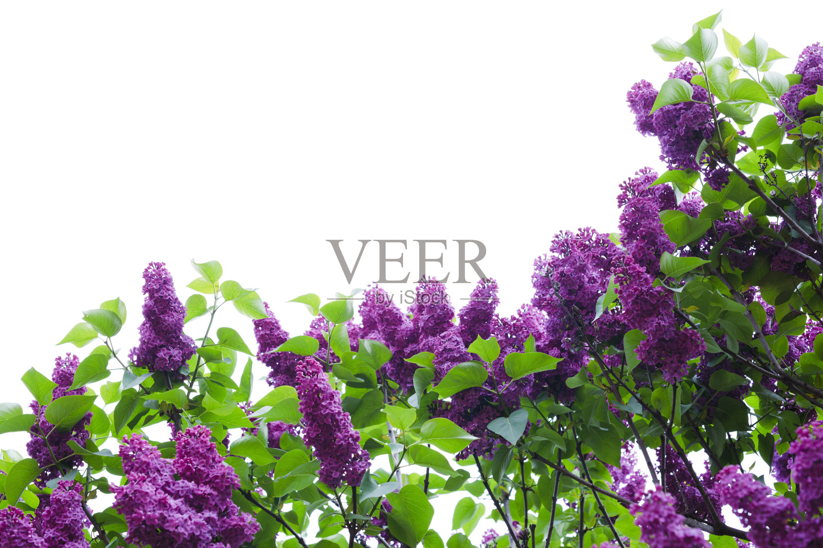 花照片摄影图片