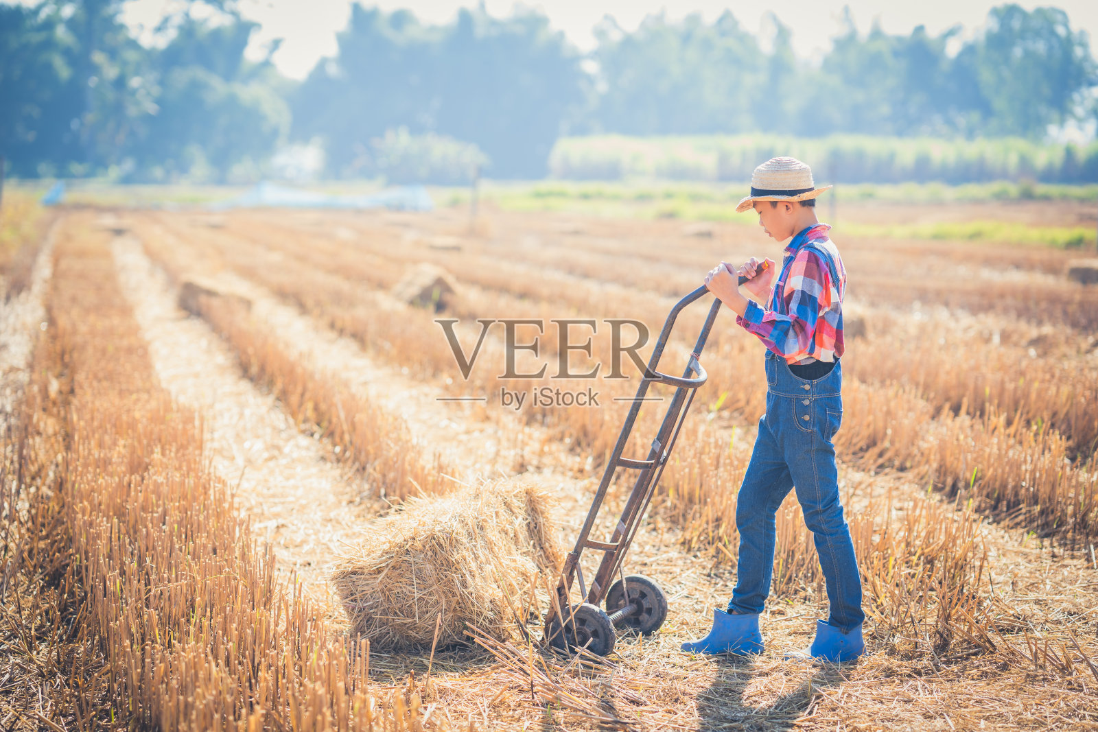 白天，孩子们在有机农场的稻田里整理稻草包，并帮忙清扫草堆照片摄影图片