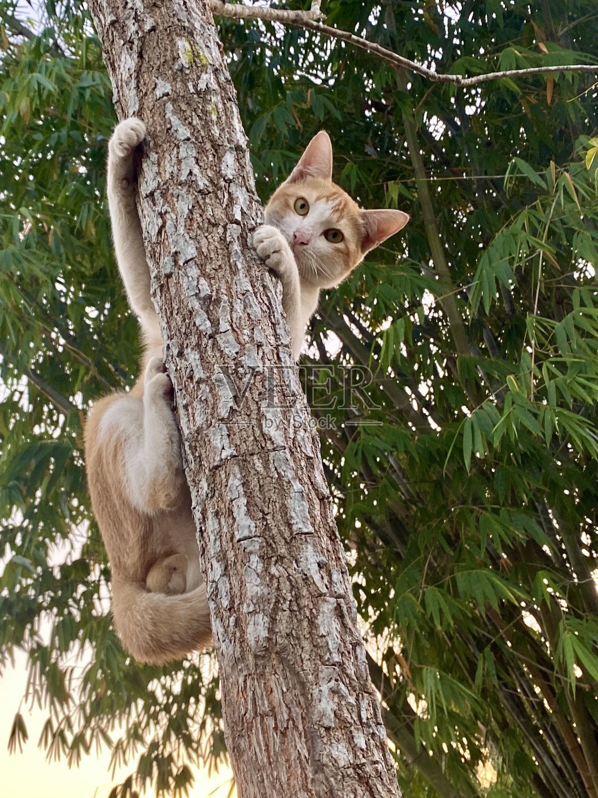 猴子和猫照片摄影图片