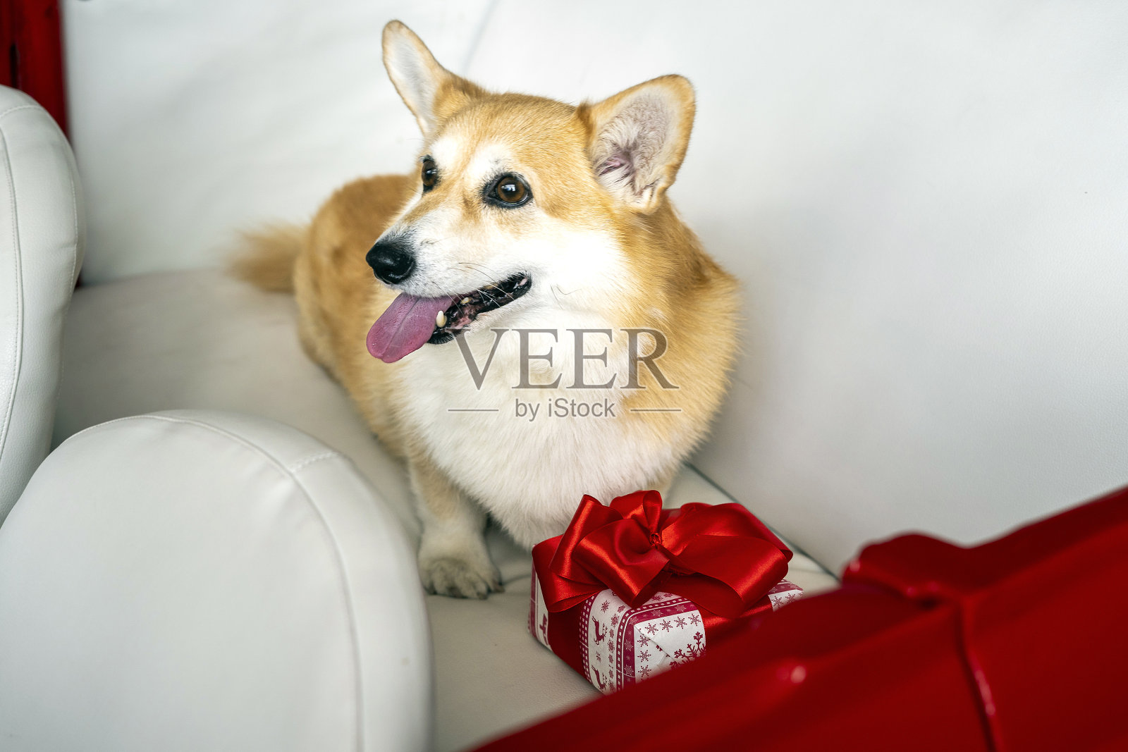 可爱的杰克罗素小狗装饰圣诞房间，特写照片摄影图片