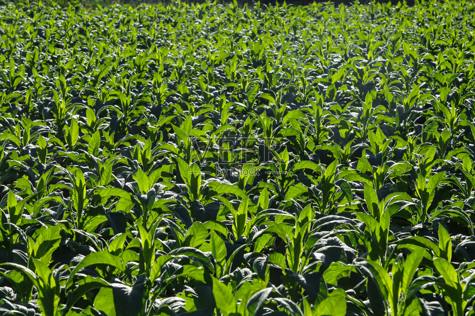 黎明时分烟草种植园的景象照片摄影图片