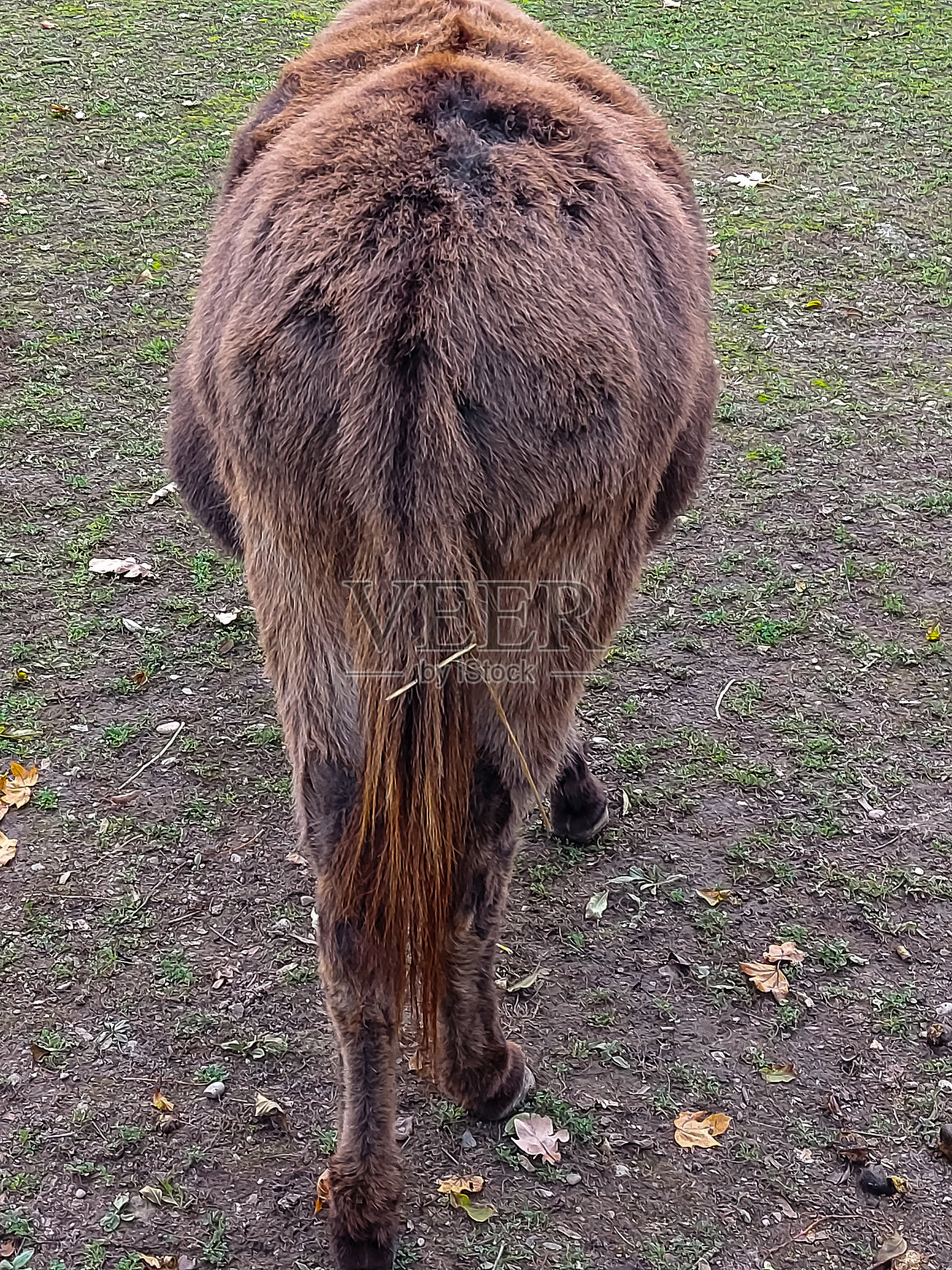 驴照片摄影图片