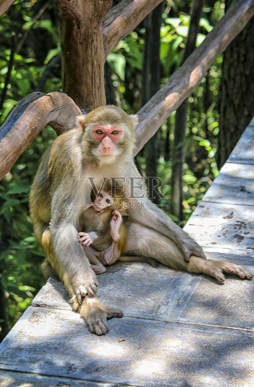 张家界国家森林公园的猕猴妈妈和猕猴宝宝照片摄影图片
