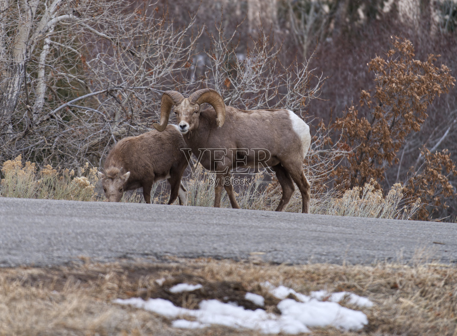 大角羊放牧照片摄影图片