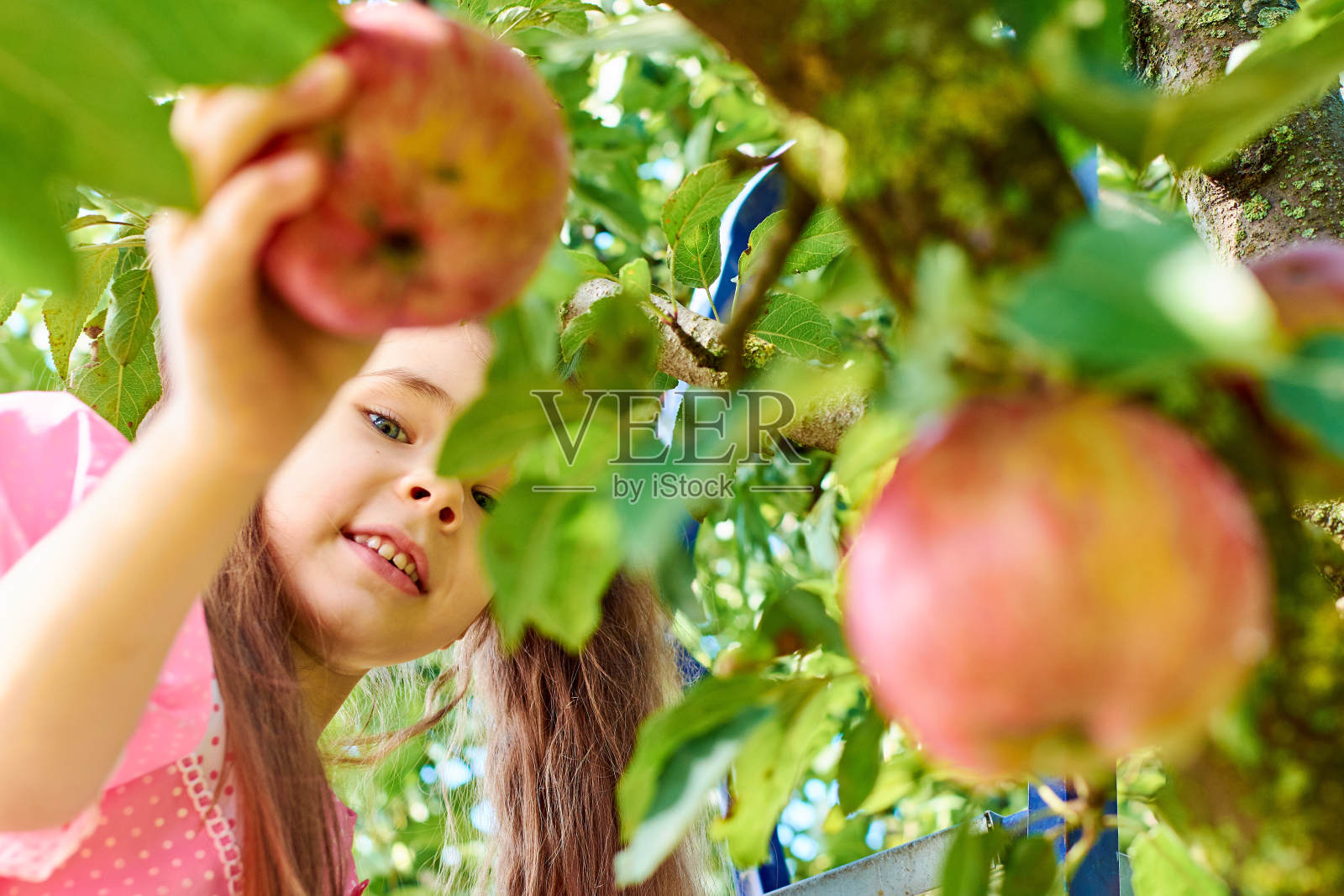 一个孩子从绿色花园的树枝上摘下一个红苹果。一个小女孩正在摘苹果。照片摄影图片