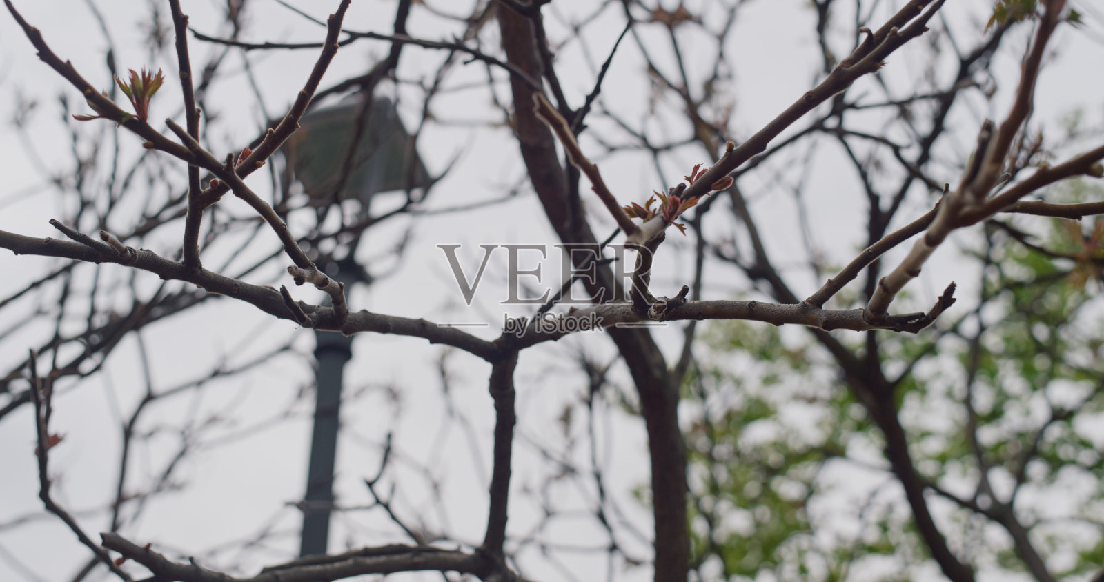 城市公园里的树映衬着白色的天空。冥想的自然背景。照片摄影图片