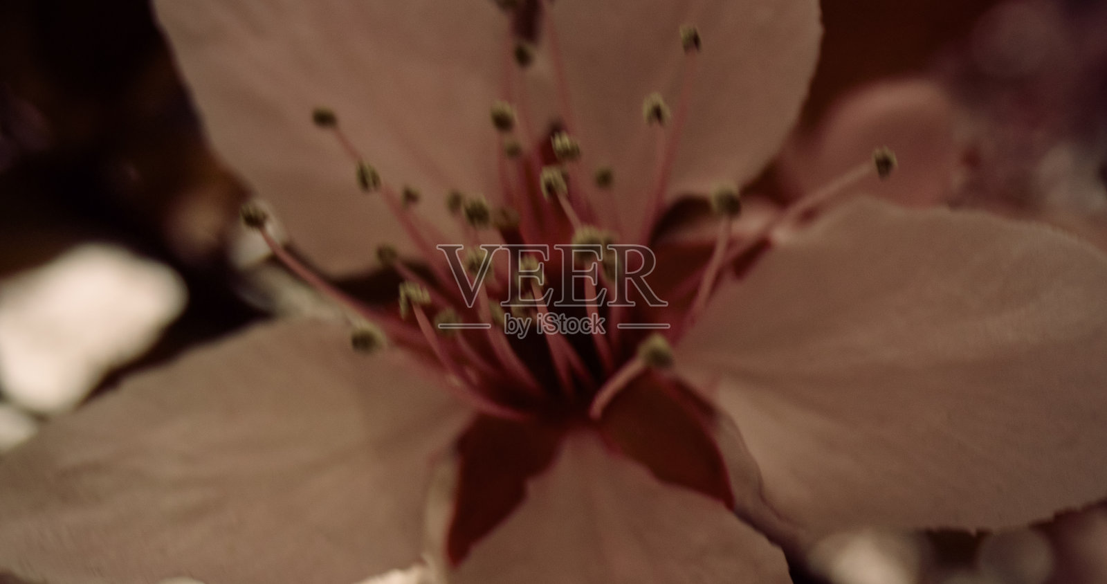 树花在树枝上迎着天空绽放。迷人的花香背景。照片摄影图片