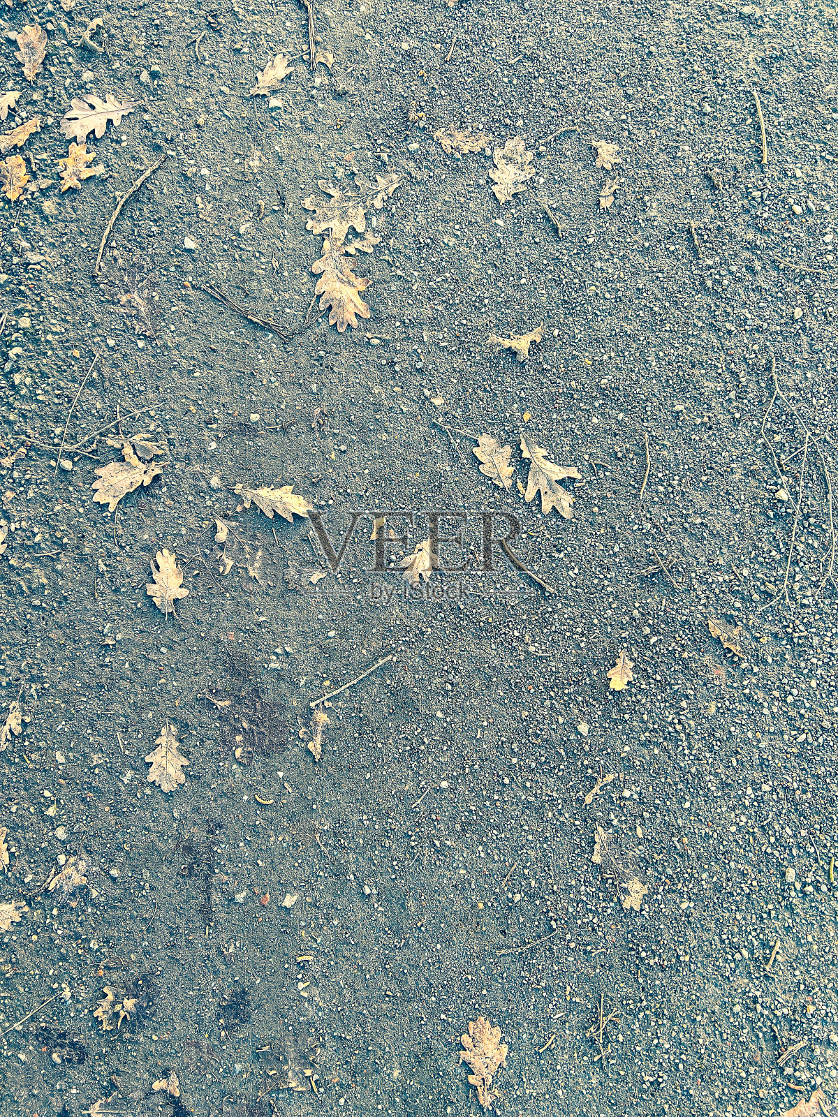 冬天几乎没有树叶的沙路。照片摄影图片