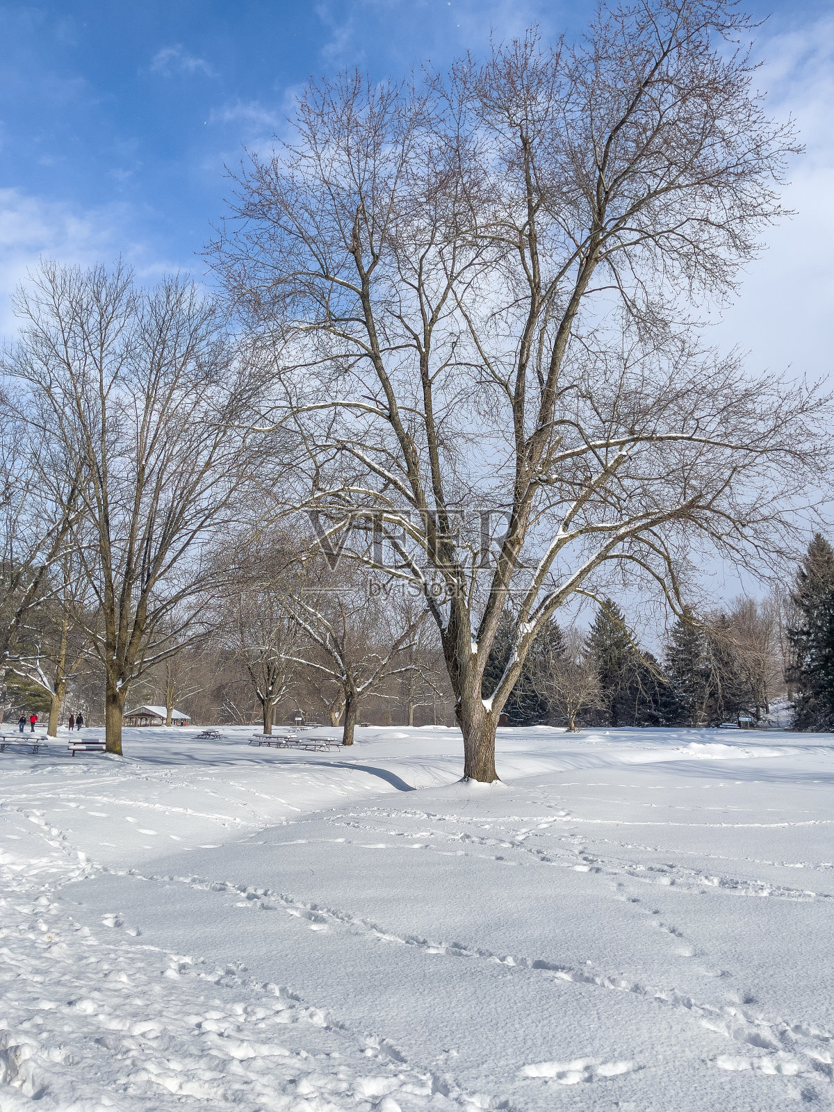 威廉格兰杰格林威和博伊德保护公园的冬天，沃恩，加拿大照片摄影图片