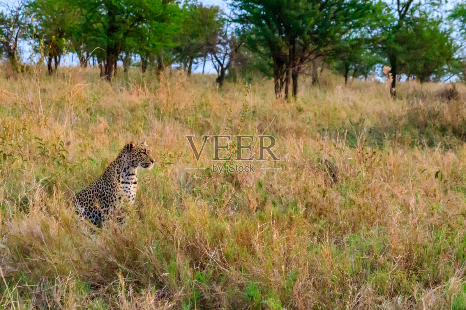 非洲豹(Panthera pardus pardus)坐在坦桑尼亚塞伦盖蒂国家公园的草地上照片摄影图片