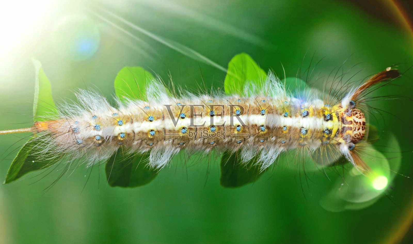 毛毛虫在绿叶上爬行。照片摄影图片