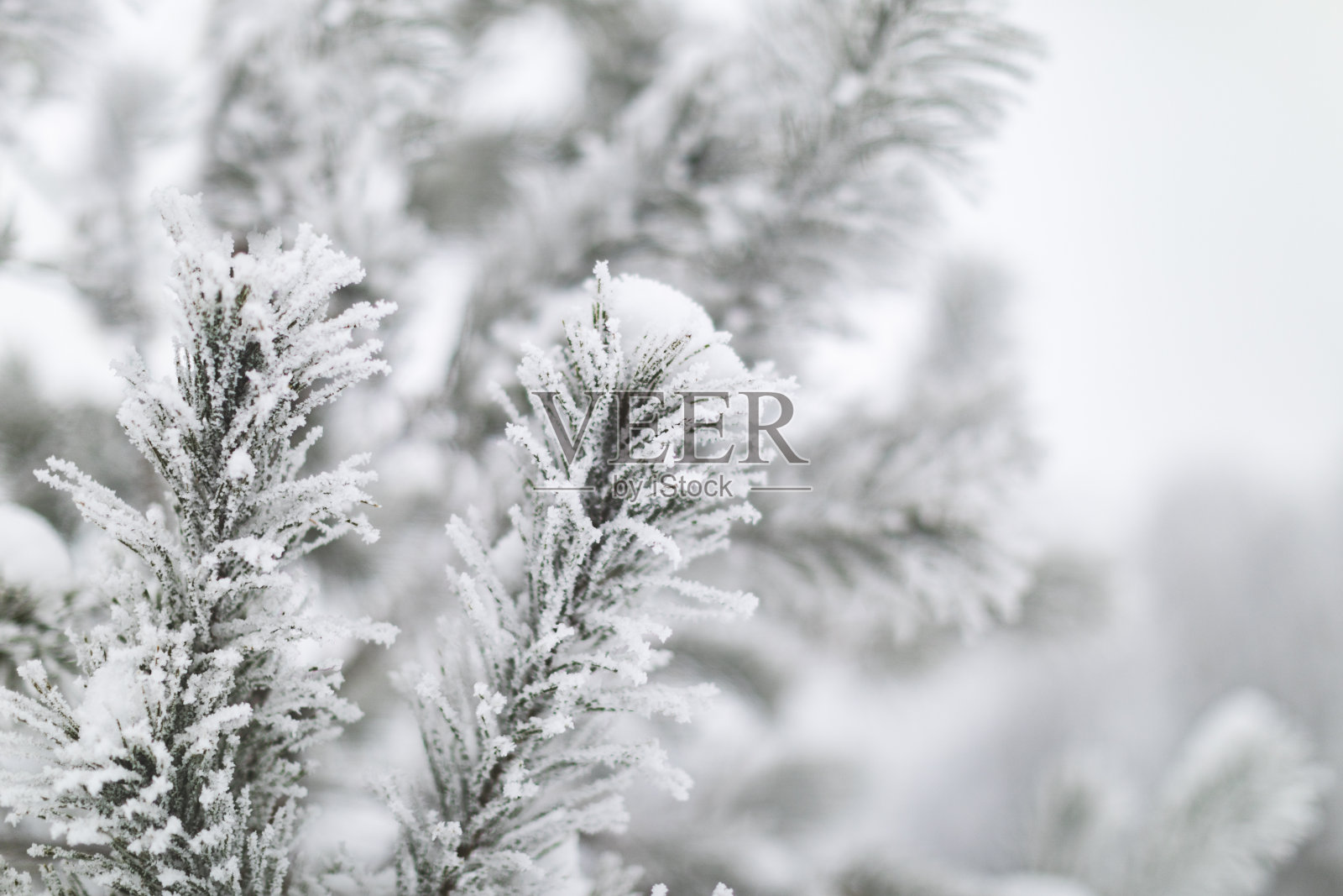 松树枝在雪中照片摄影图片