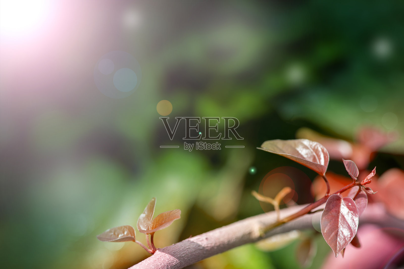 森林里的新叶是大自然的美。照片摄影图片