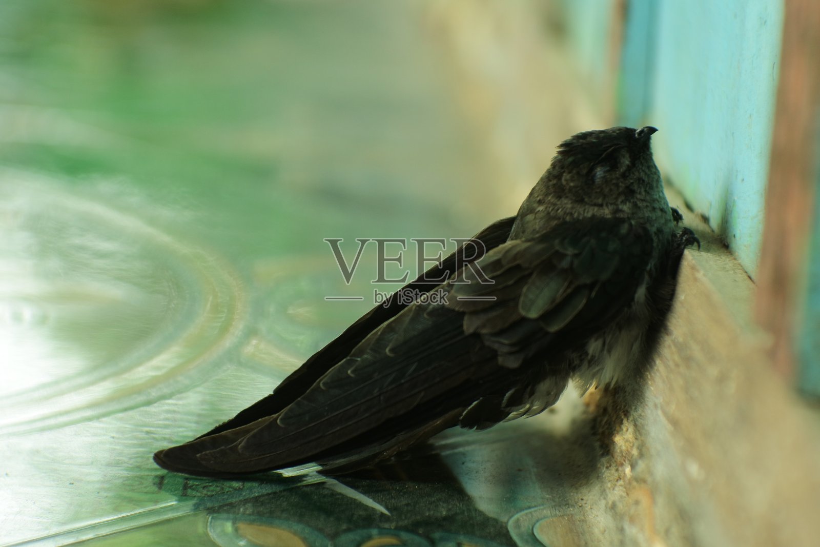 一只燕子(maxima Aerodramus)紧贴在木墙上。Sriti bird是燕子的同源词。印尼栖息地的鸟类照片摄影图片