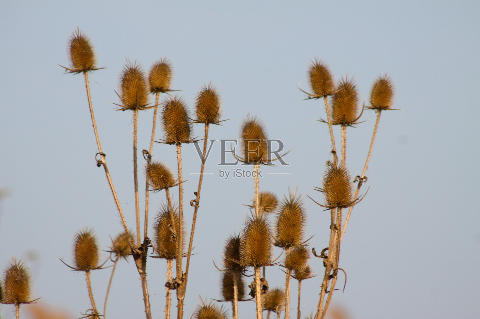 多重切叶续断种子特写与背景上的蓝天照片摄影图片