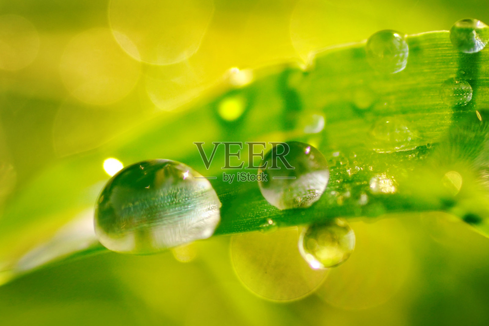 圆形水滴的美丽特写图像。照片摄影图片