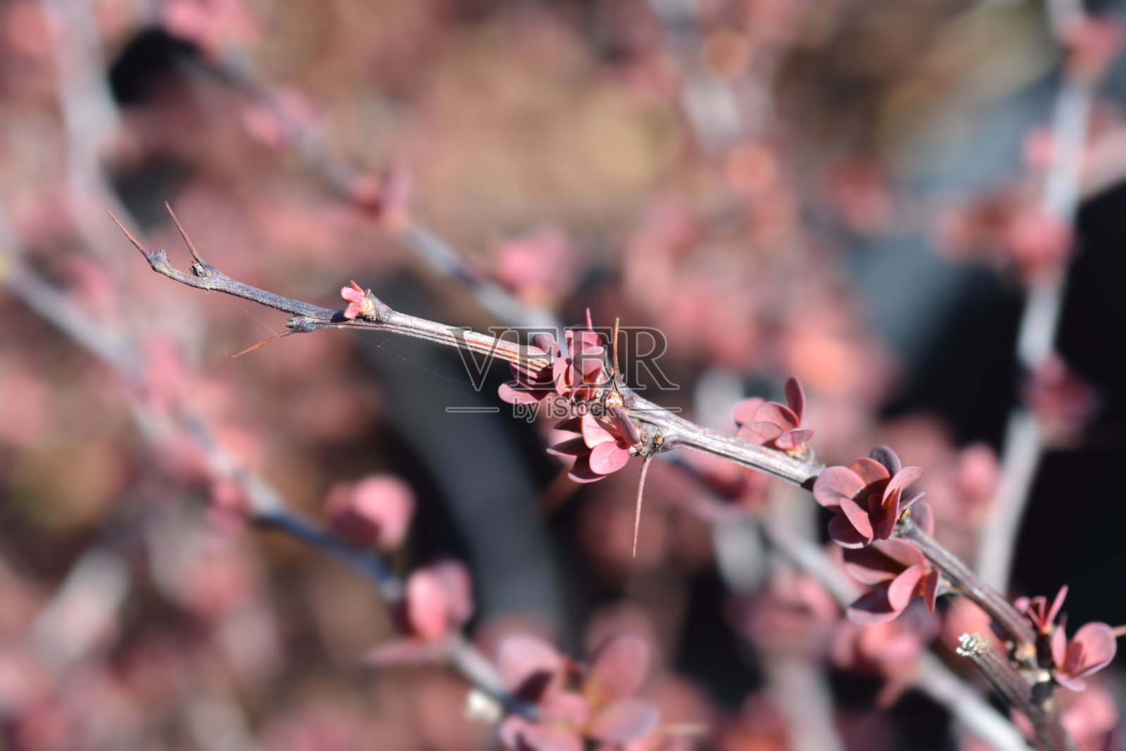 日本伏牛花照片摄影图片