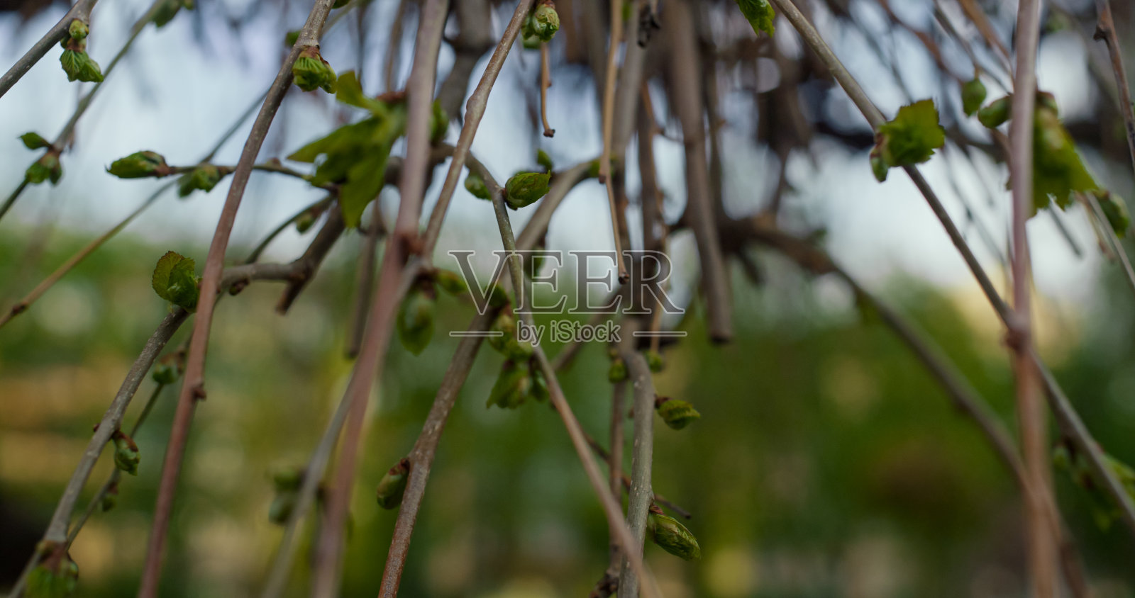 树枝在靠近美丽的小城市公园。春天开花。照片摄影图片