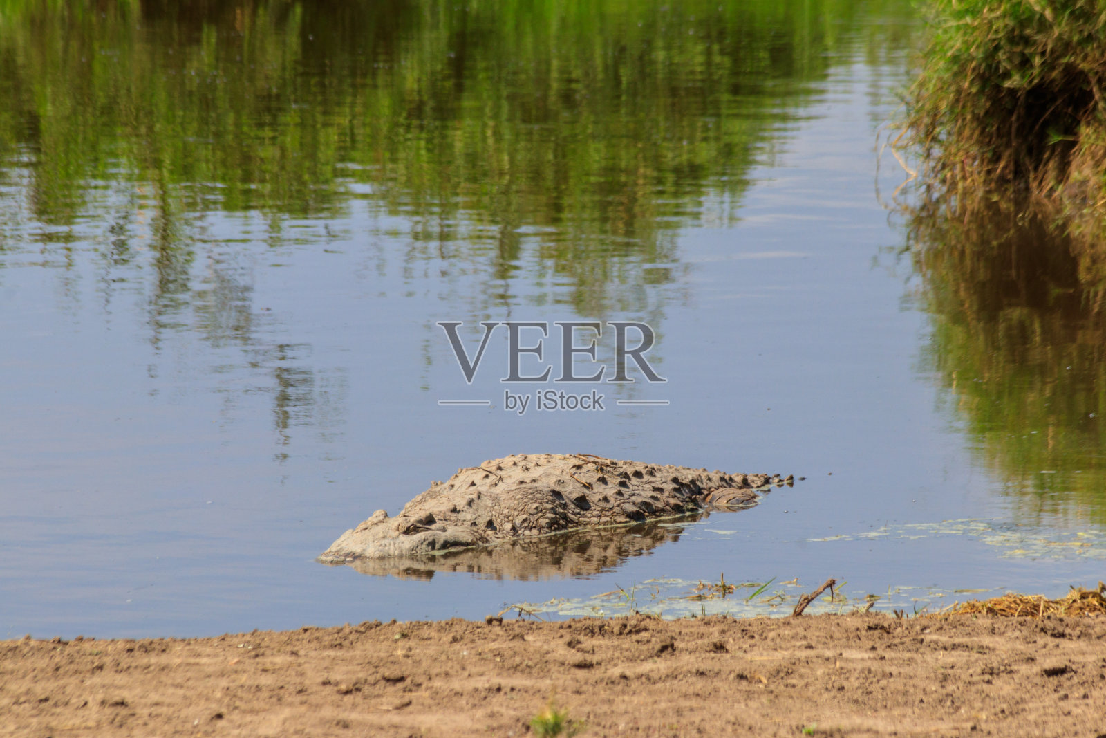 坦桑尼亚塞伦盖蒂国家公园河中的尼罗河鳄鱼。非洲野生动物照片摄影图片