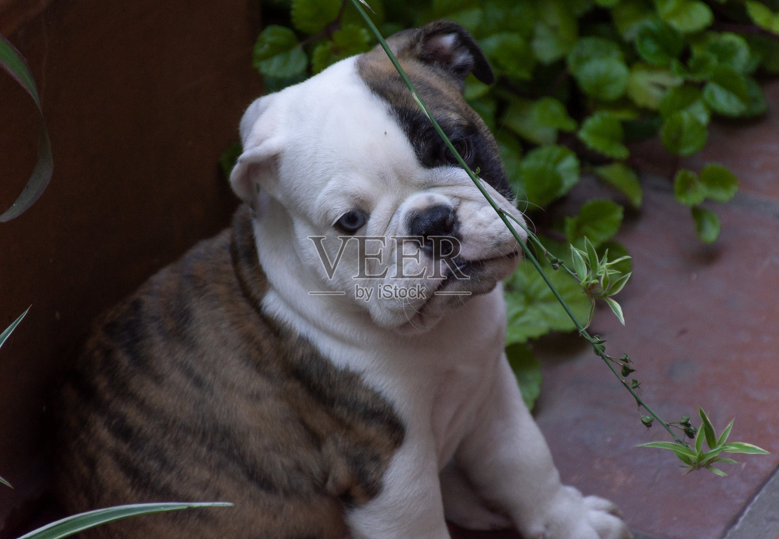 英国牛头犬小狗照片摄影图片
