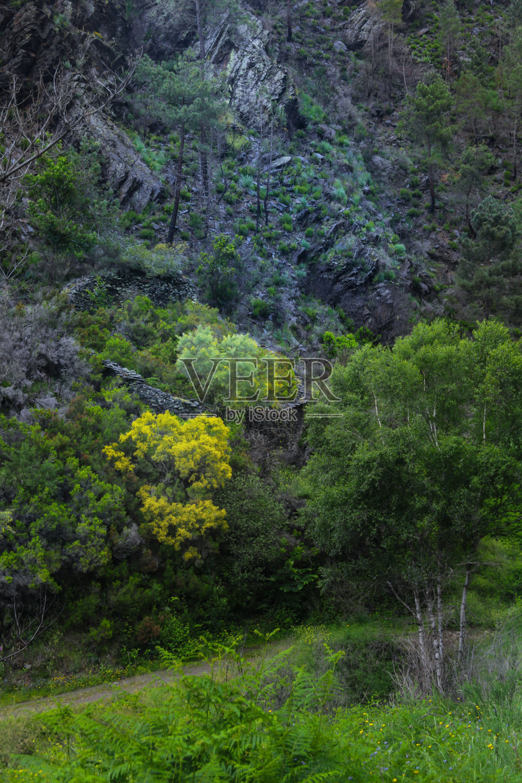 悬崖上的树照片摄影图片