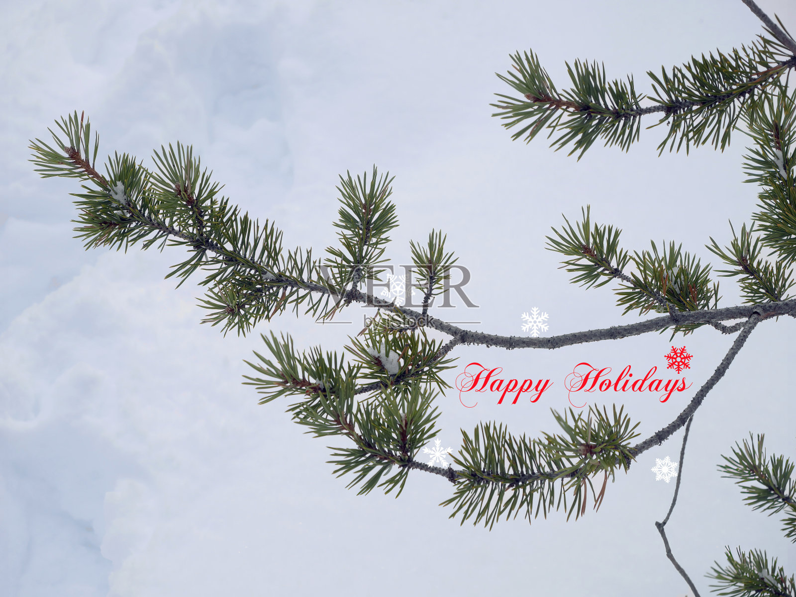 松树枝头冬青叶面下白雪覆盖卡片圣诞快乐节日快乐照片摄影图片