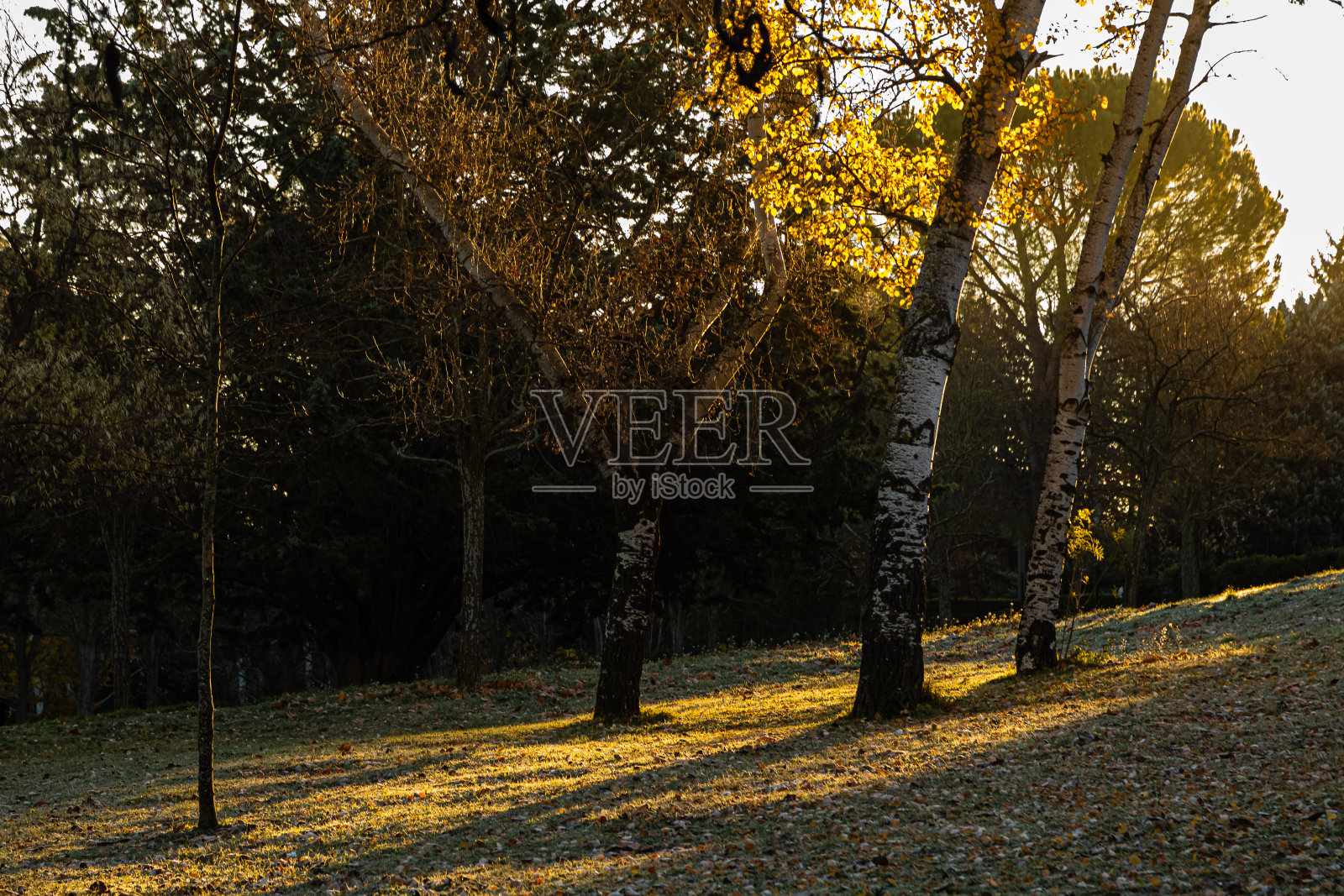 树木在晨光中照片摄影图片