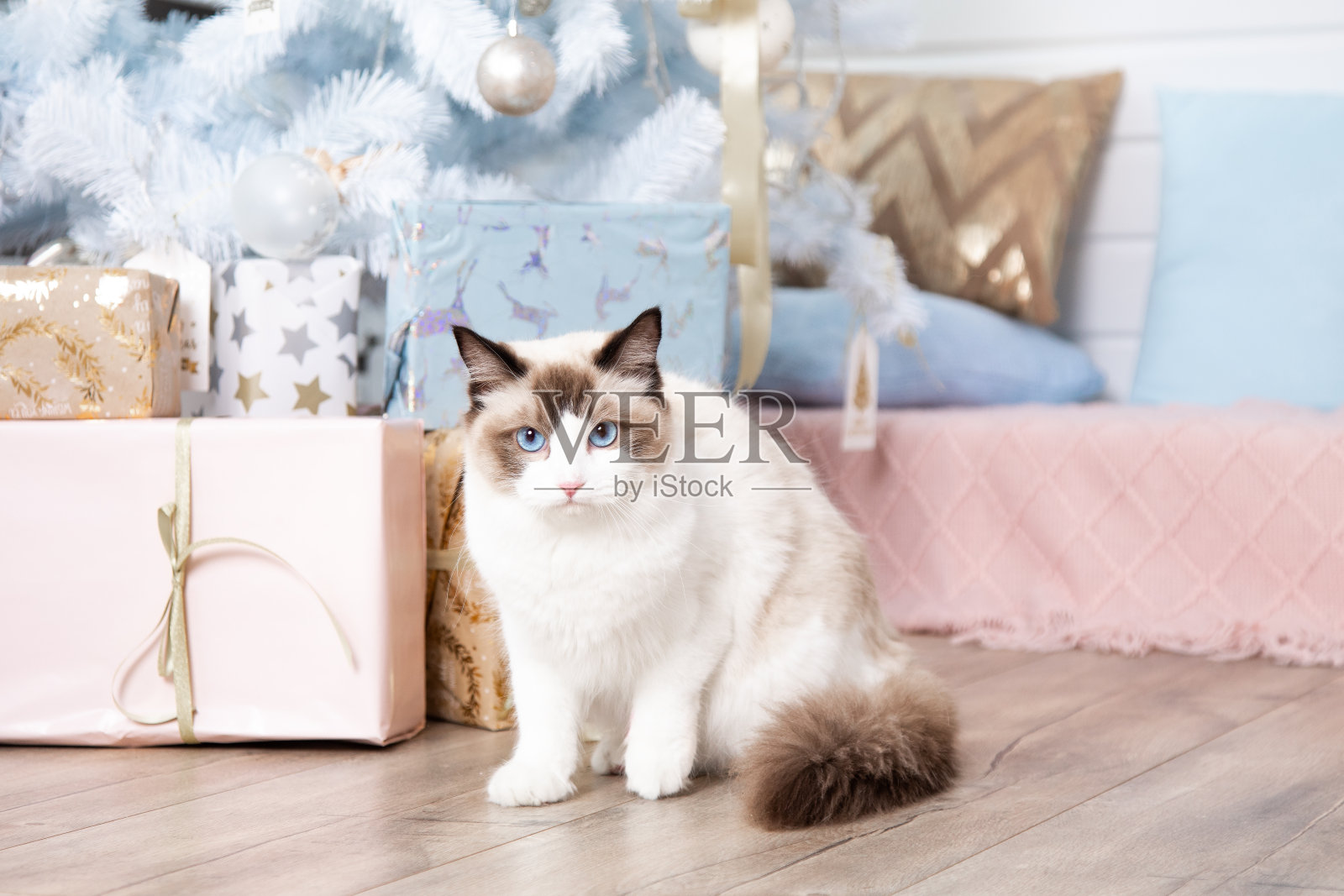 好奇的毛绒布娃娃猫站在圣诞树下的礼物附近。猫和新年。圣诞礼物和装饰品。蓝眼睛的猫。为猫拍照。家居装饰。照片摄影图片