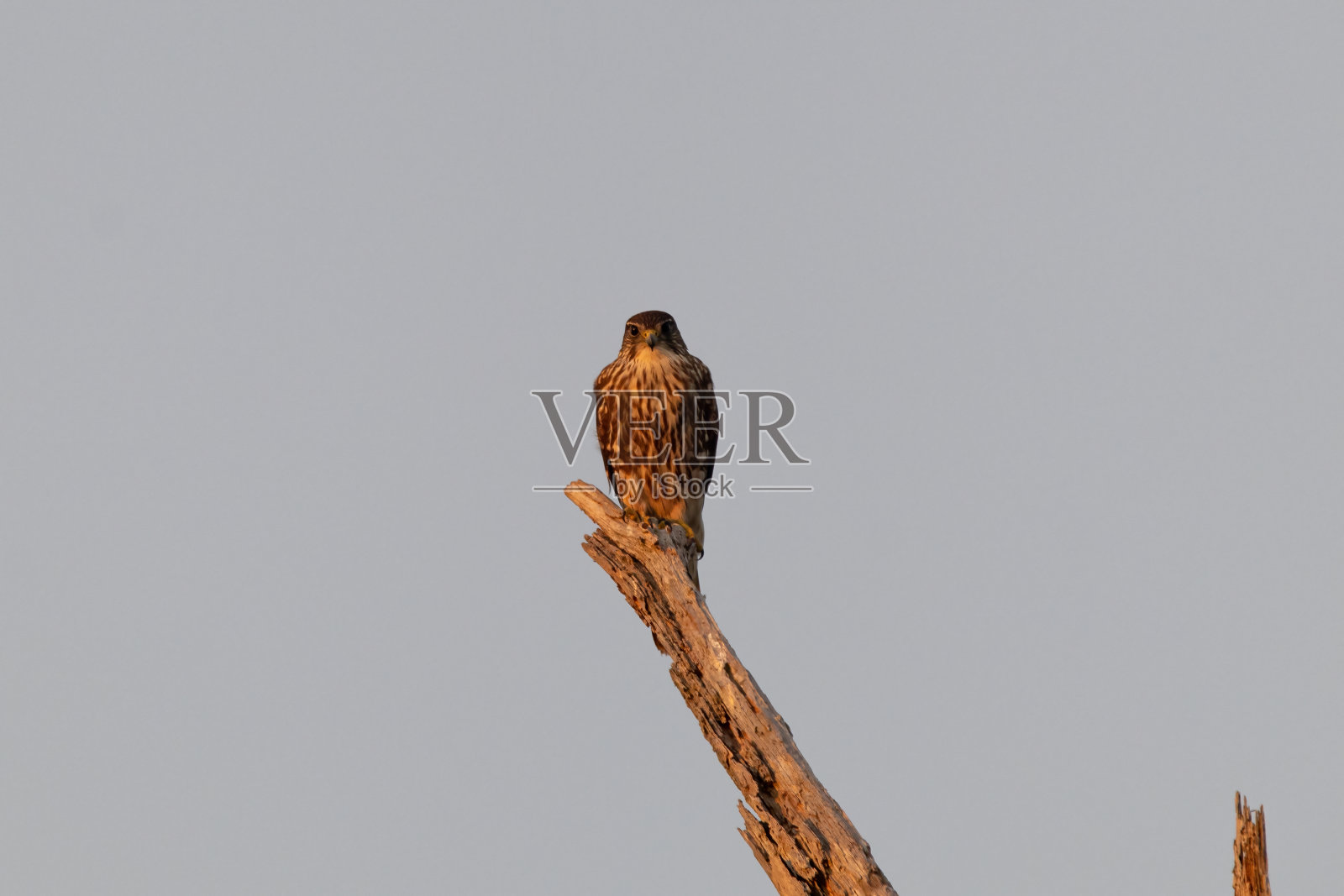 梅林照片摄影图片