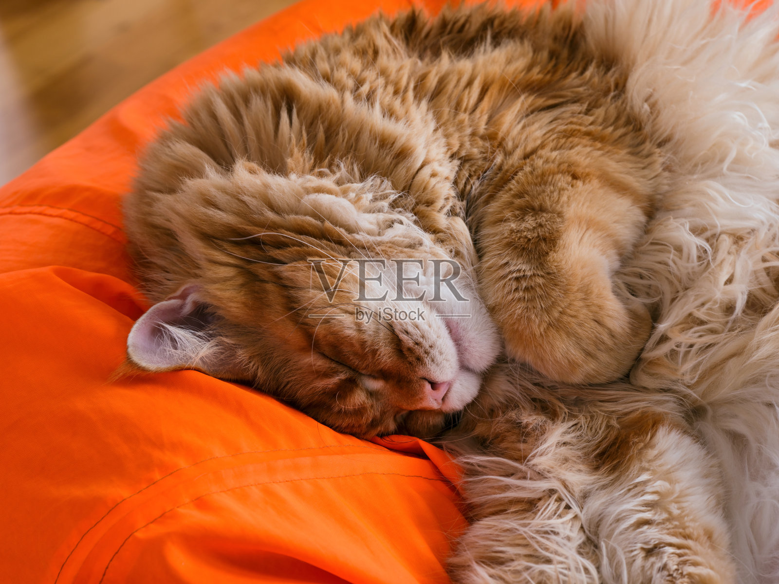 姜红色的缅因猫睡在一个橙色的大豆袋上照片摄影图片