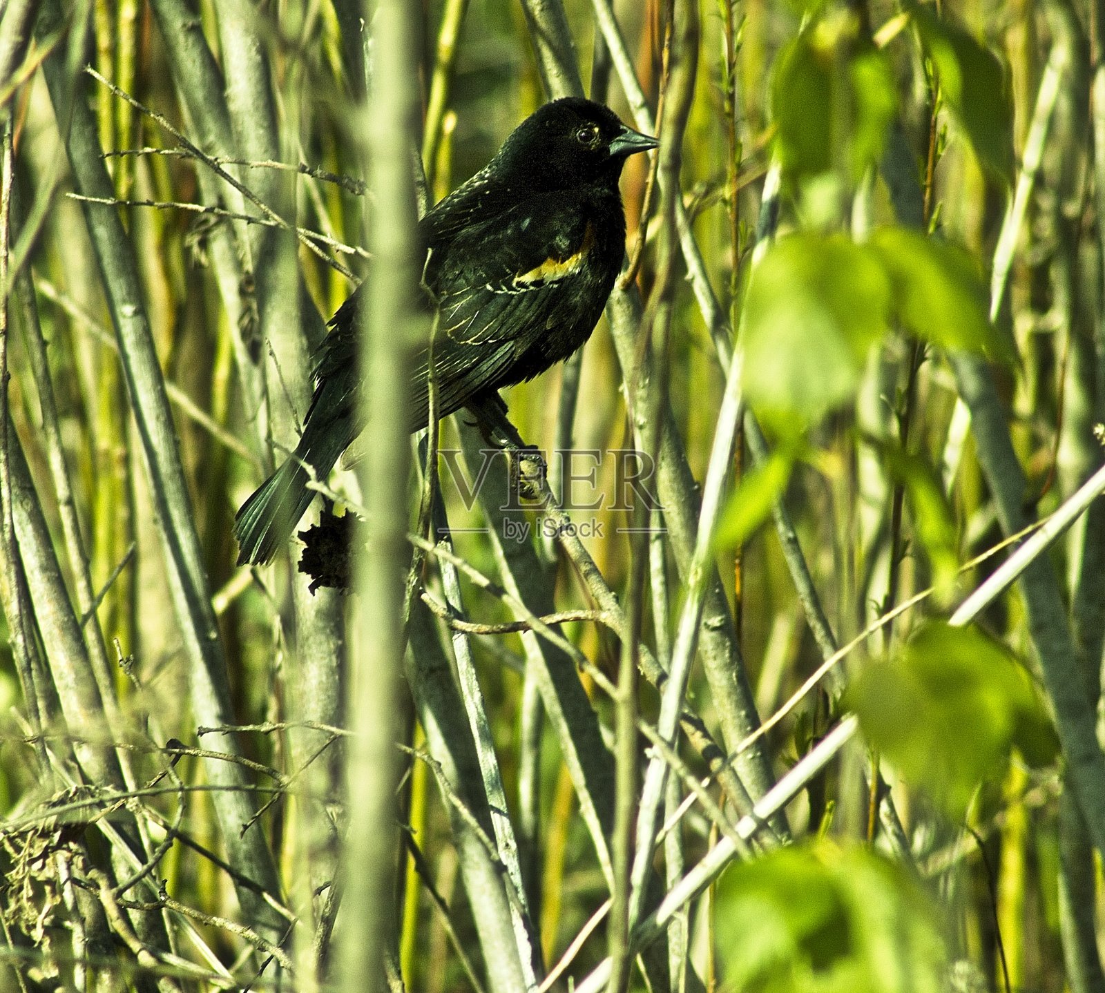 这只鸟照片摄影图片