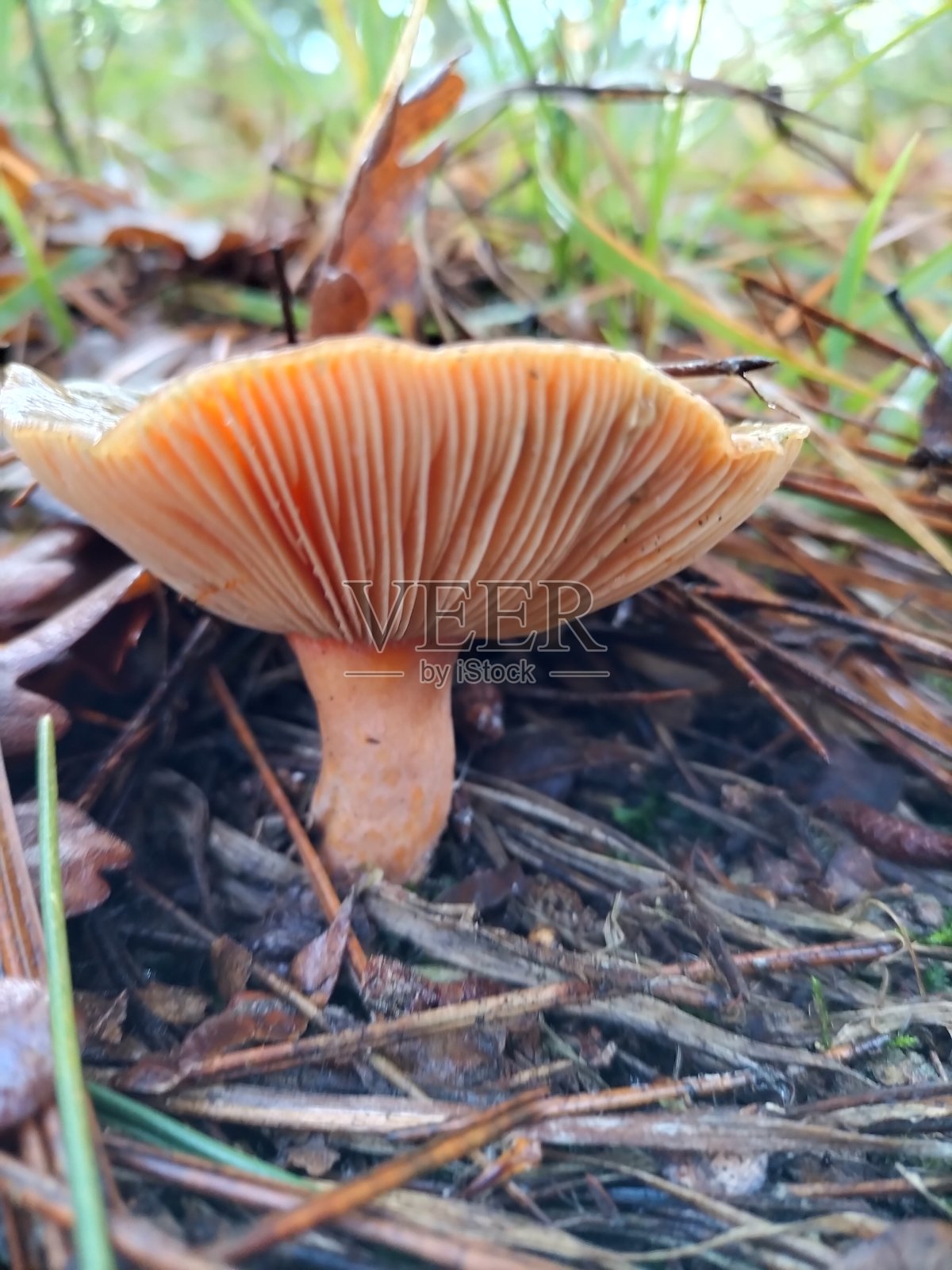 藏红花奶帽照片摄影图片