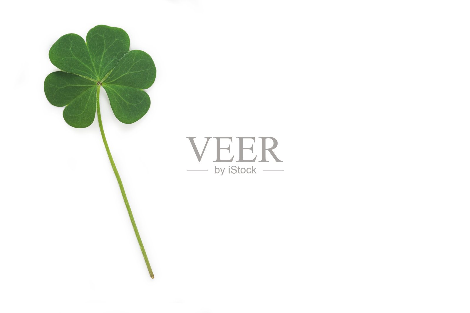 白色背景上的绿色三叶草与复制空间照片摄影图片