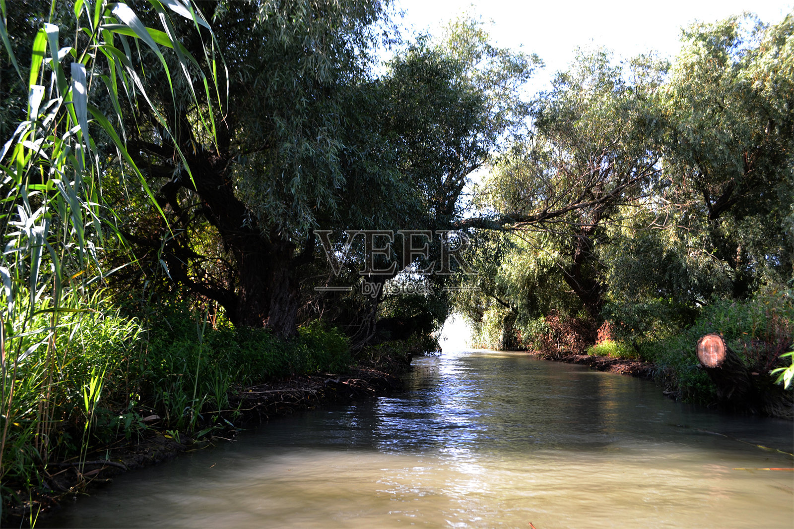 柳树林，多瑙河岸边常见的景观照片摄影图片