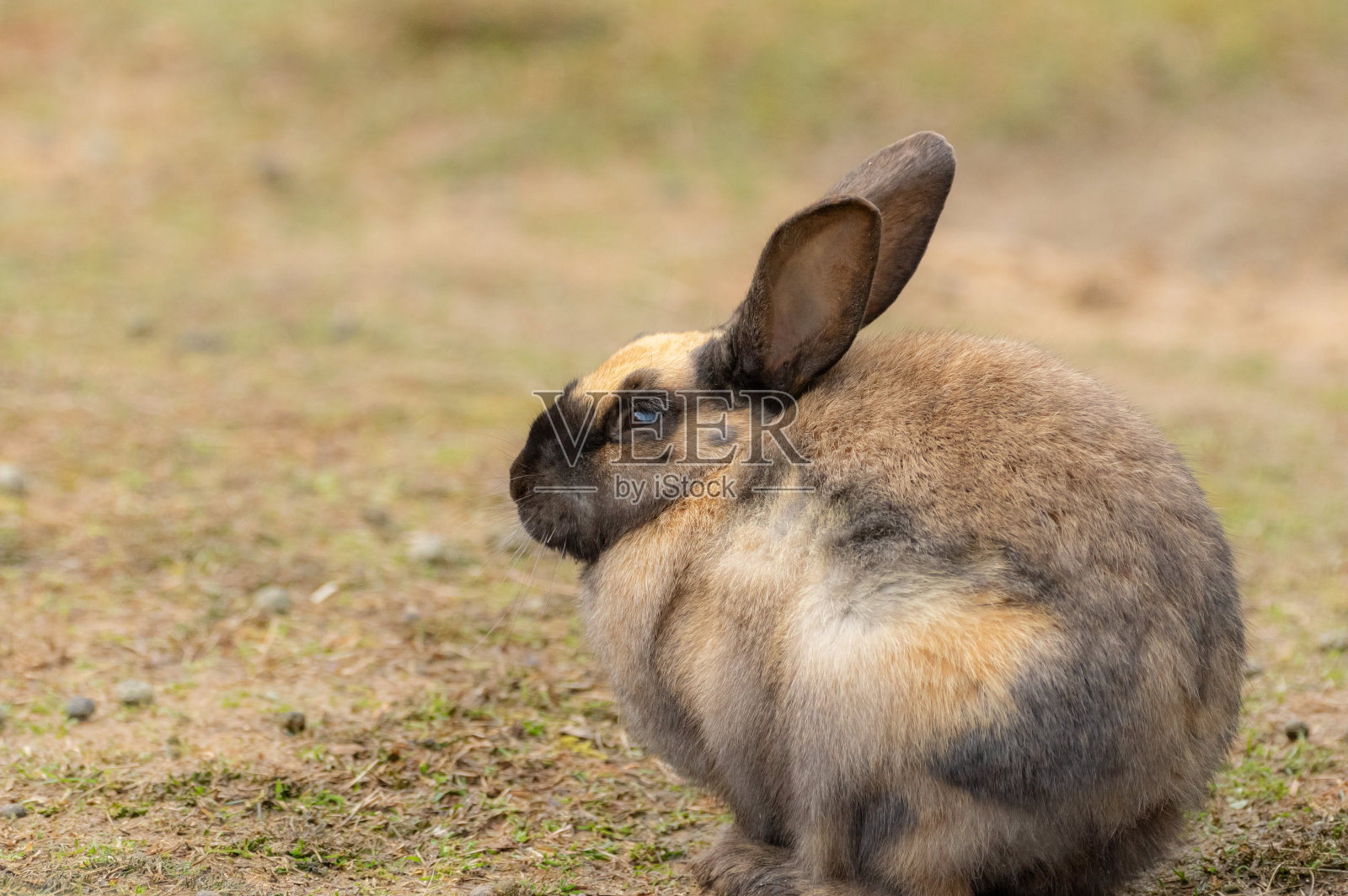 兔子照片摄影图片
