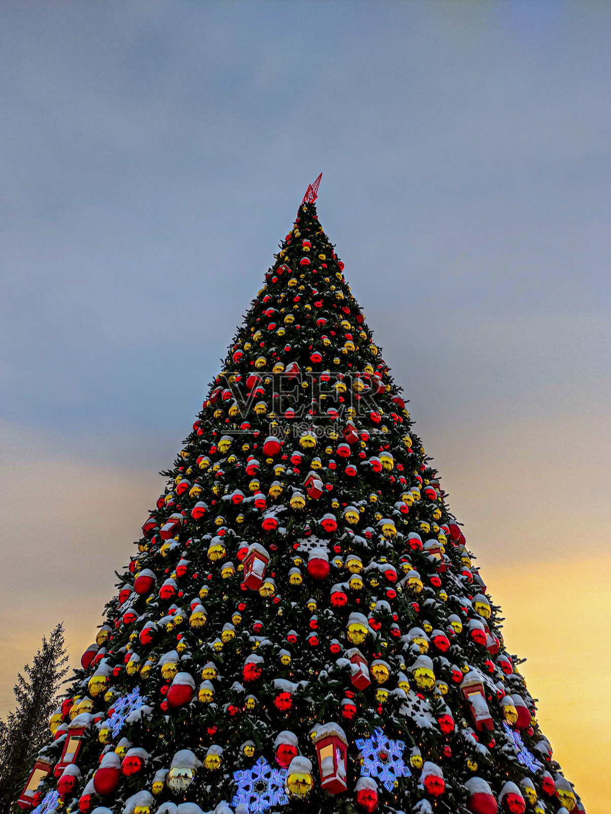 圣诞树照片摄影图片