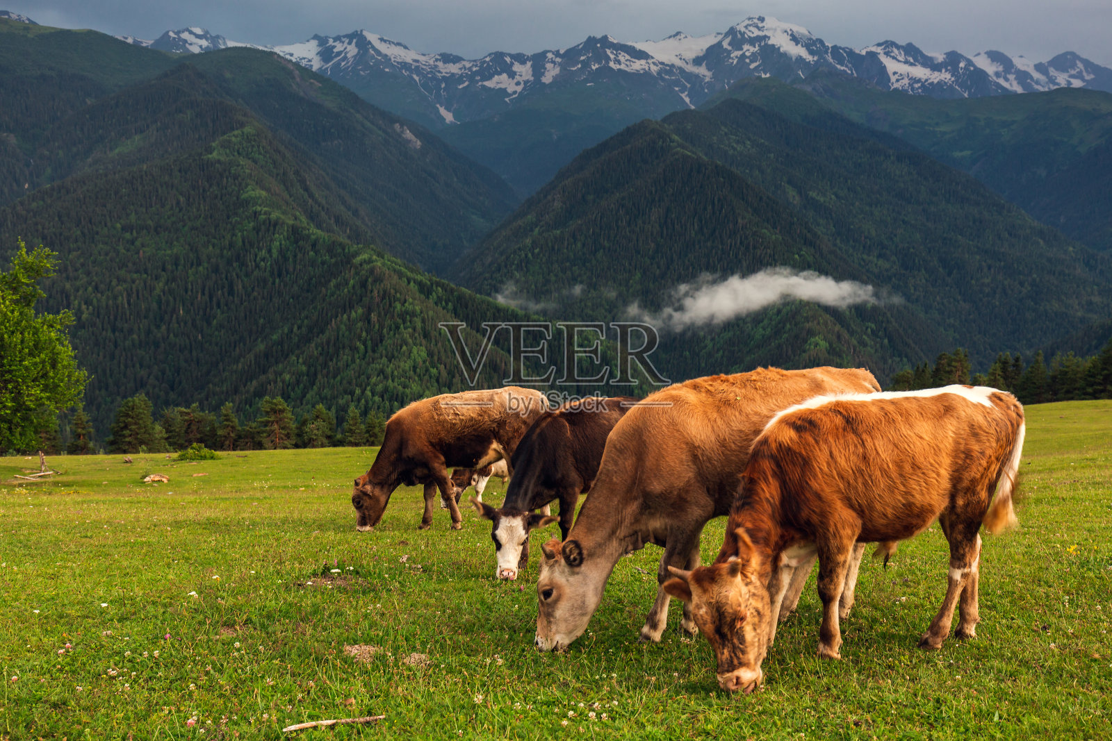 主要是佐治亚的热门旅游景点照片摄影图片