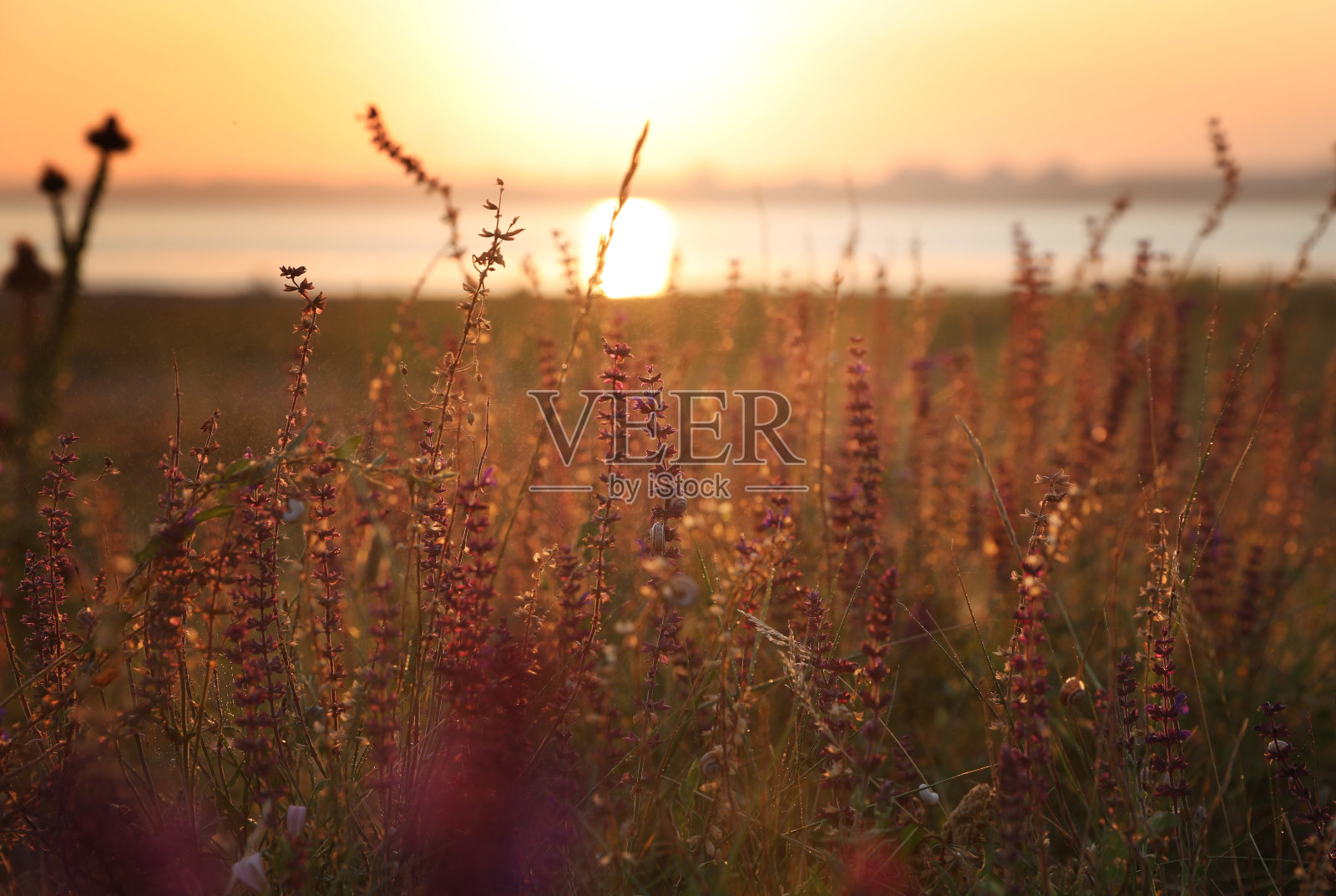 日出时田野里美丽的野花。清晨的风景照片摄影图片