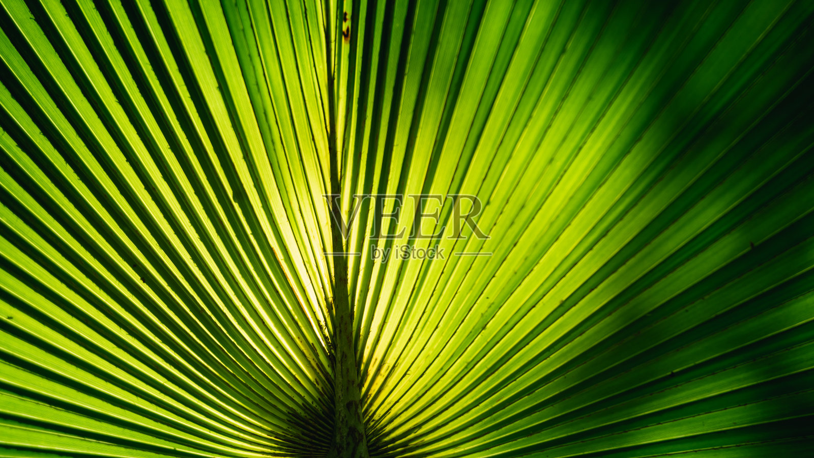 大自然的绿叶在美丽的花园里。天然绿叶植物背景封面页环境生态或绿色植物壁纸概念照片摄影图片