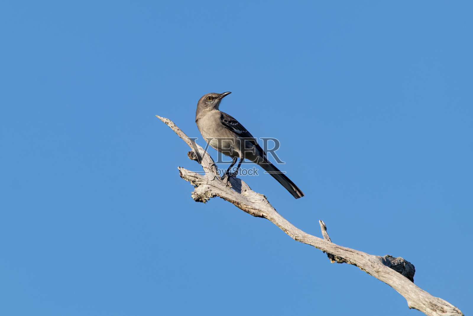 北部只知更鸟》照片摄影图片