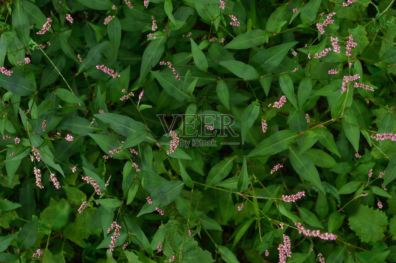 粉红色的花照片摄影图片