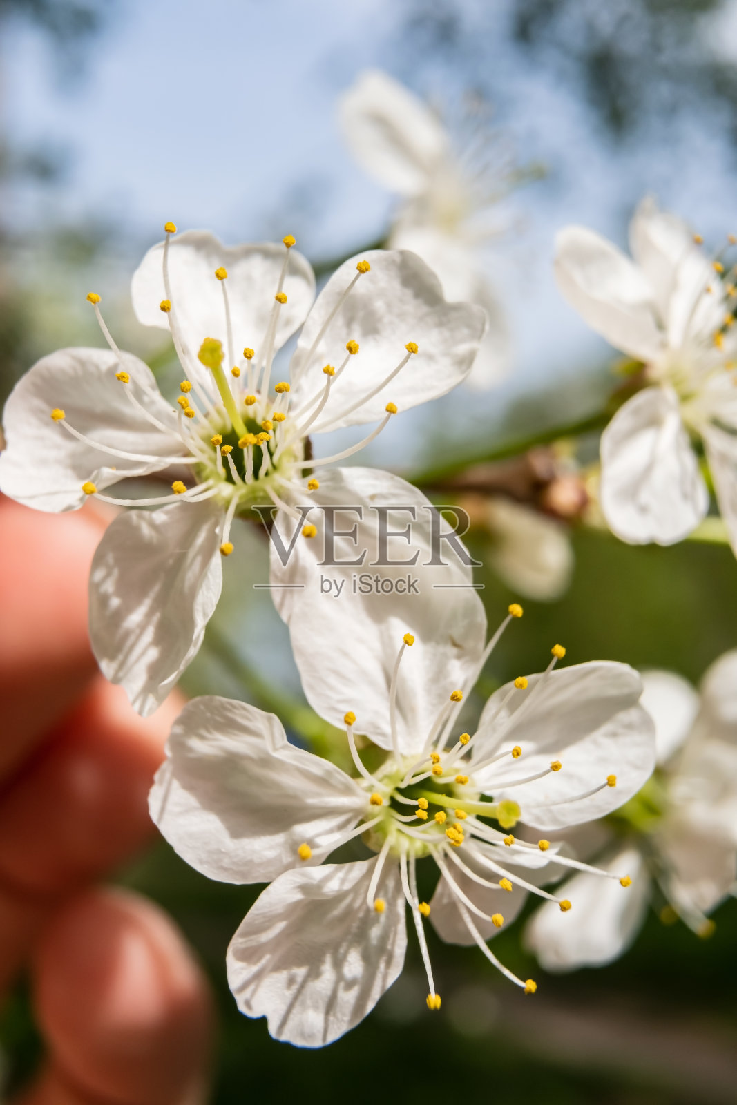 娇嫩、美丽的樱花在阳光的照射下，在手指和天空模糊的背景上。盛开的李，樱。宏。照片摄影图片