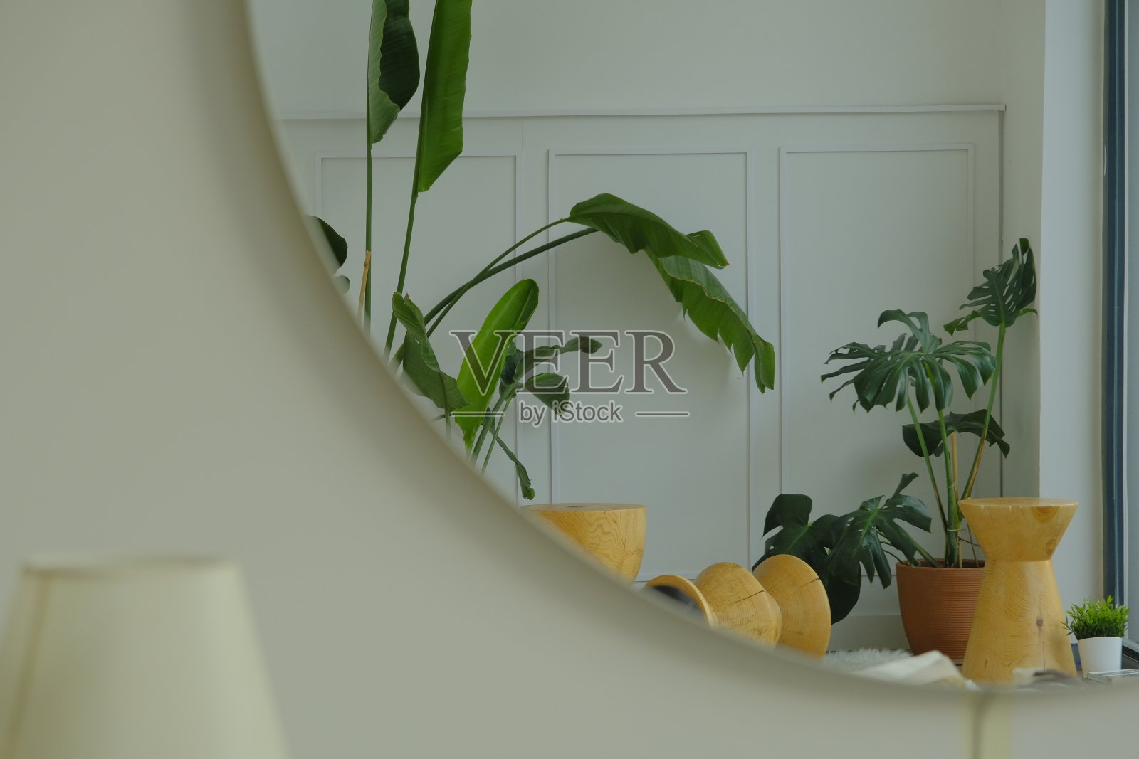 客厅的咖啡桌和室内植物照片摄影图片