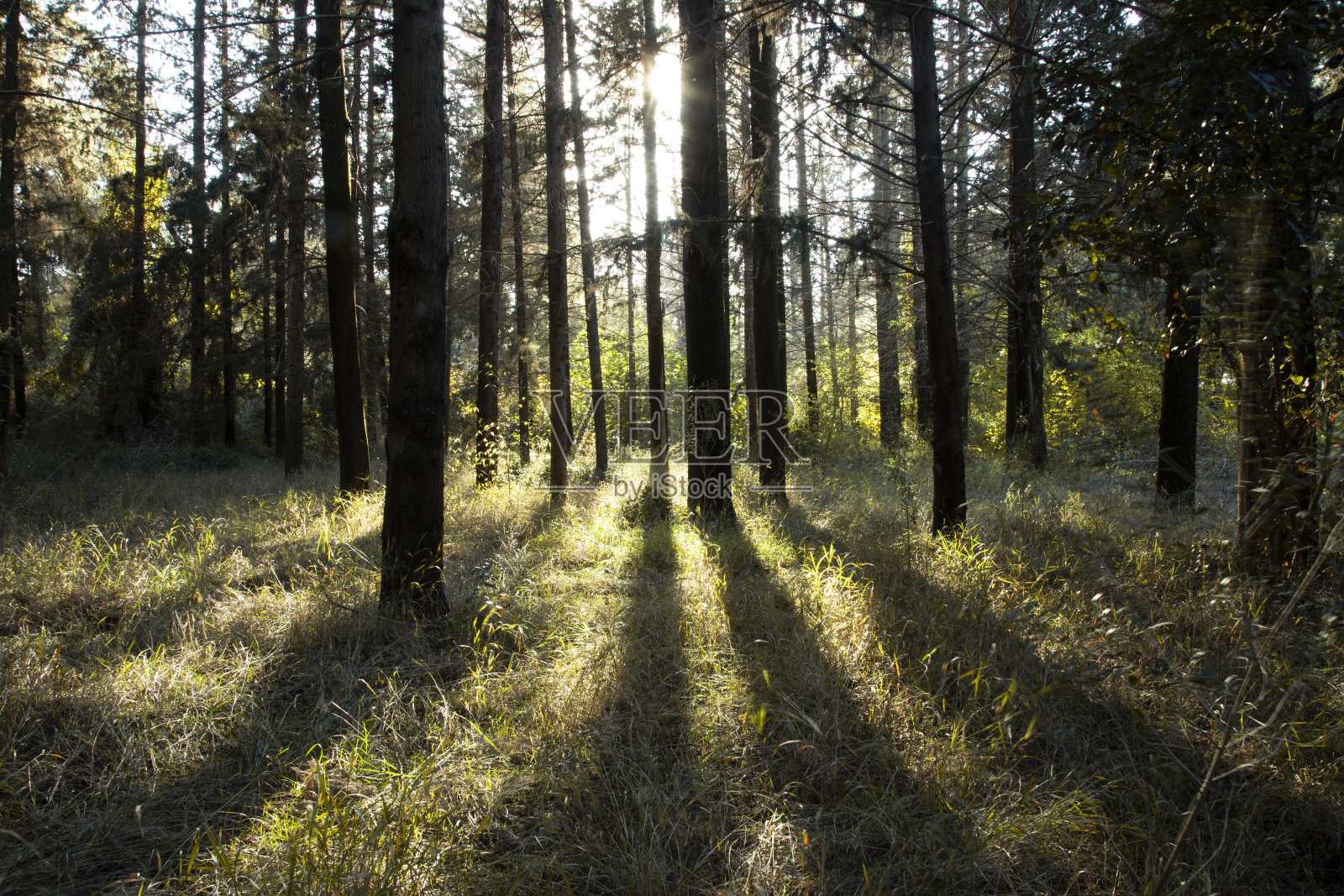森林自然照片摄影图片