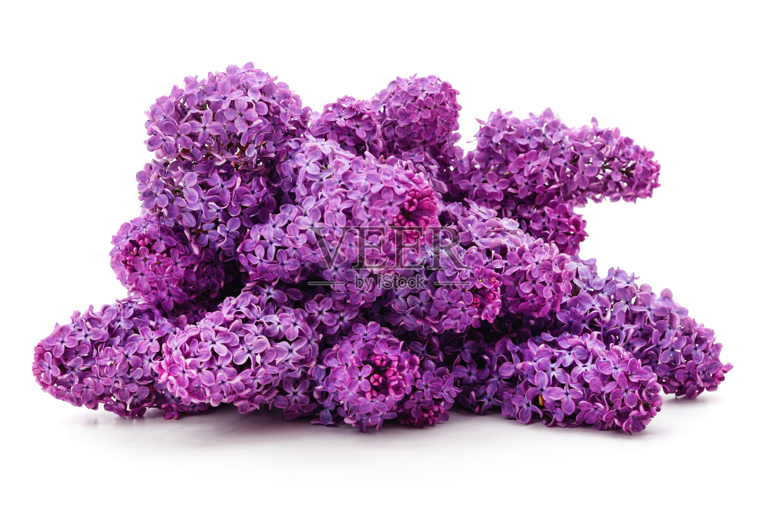 紫色的淡紫色的花。照片摄影图片